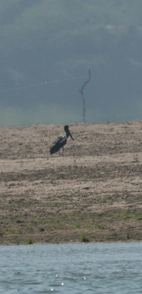 Black-necked Stork - ML24057451
