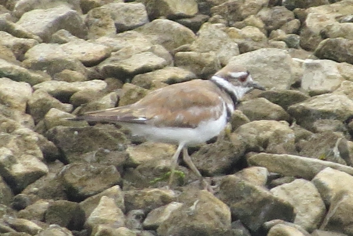 Killdeer - ML240576031