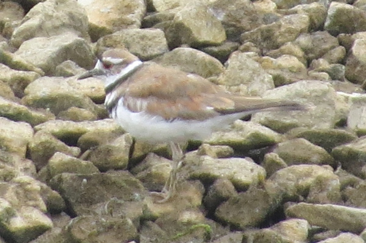 Killdeer - ML240576051