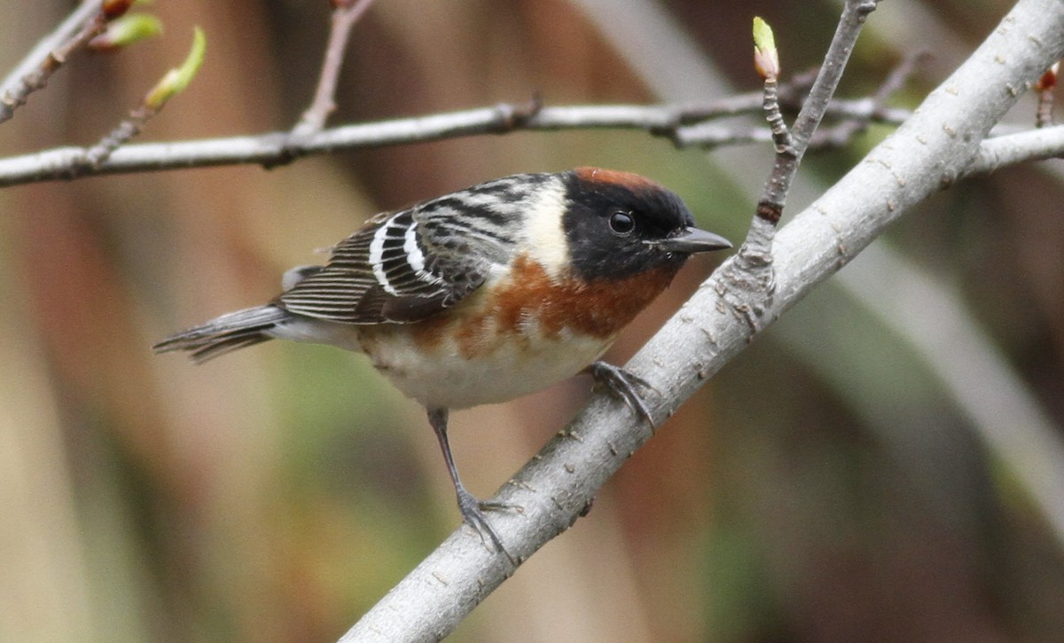 Bay-breasted Warbler - ML240576251
