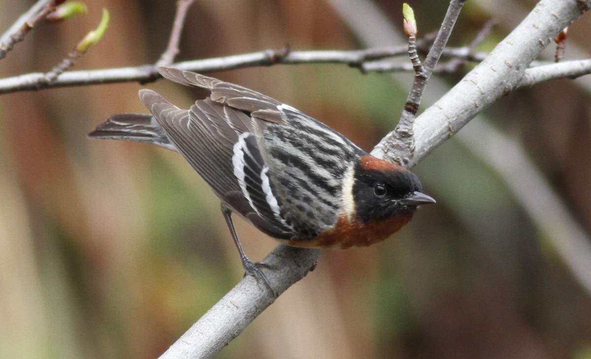 Bay-breasted Warbler - ML240576261