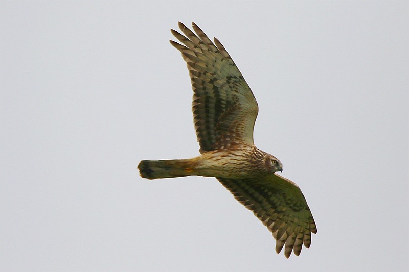 Hen Harrier - Roland Lo