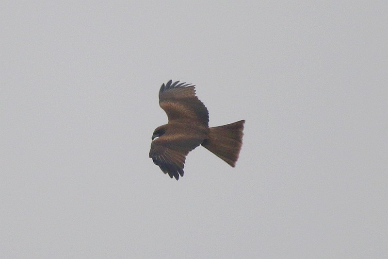 Black Kite - ML24057751