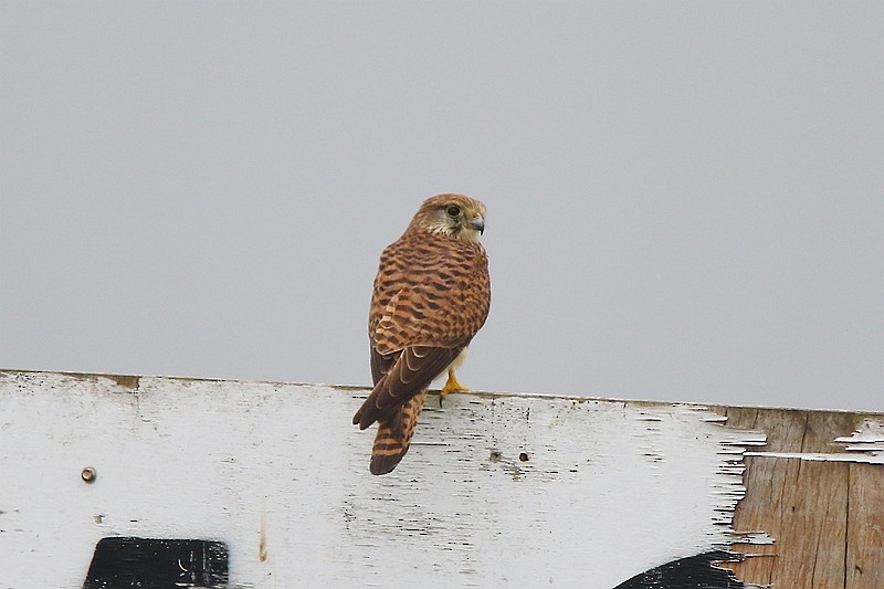 Eurasian Kestrel - ML24057771