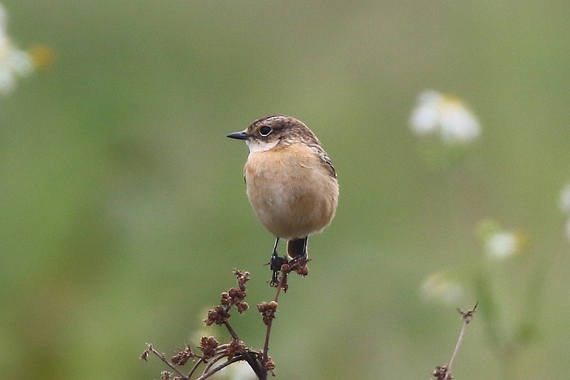 Amur Stonechat - Roland Lo