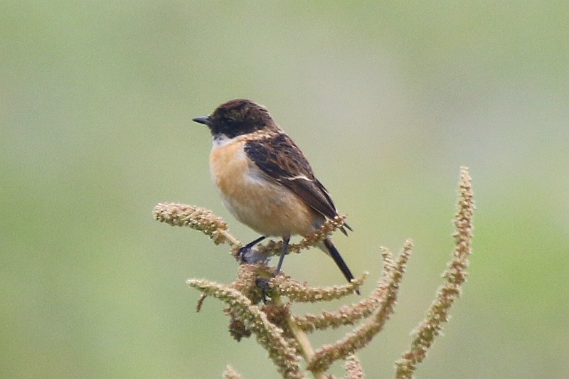 Amur Stonechat - Roland Lo