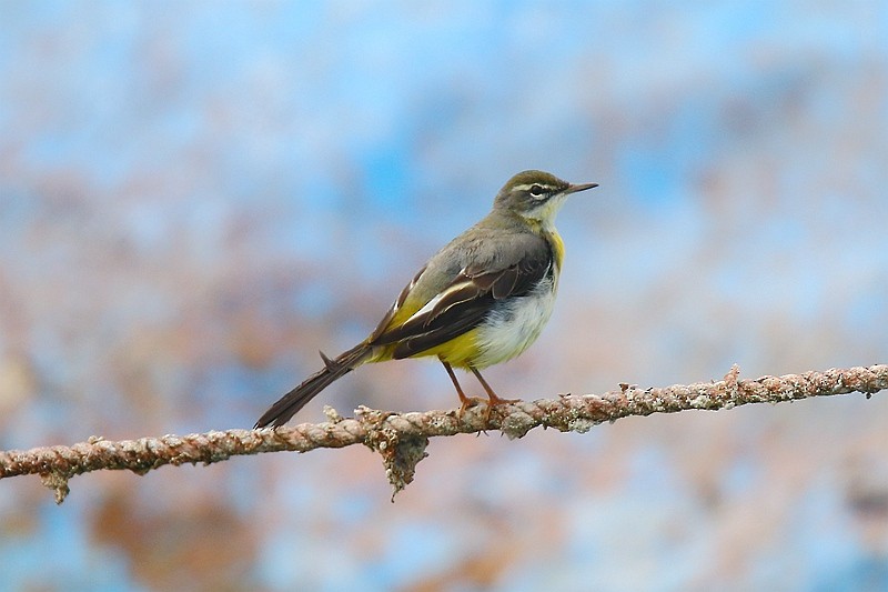 Gray Wagtail - ML24057811