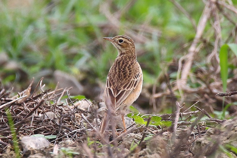 Richard's Pipit - ML24057821