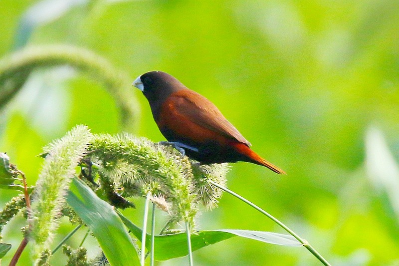 Chestnut Munia - Roland Lo