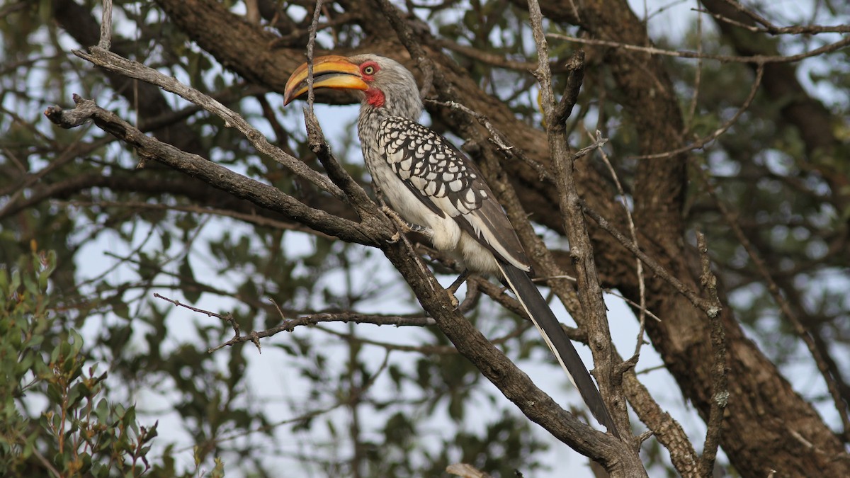 Southern Yellow-billed Hornbill - ML24057921