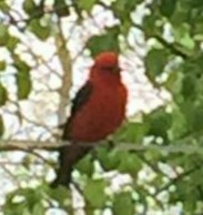 Scarlet Tanager - ML240580241