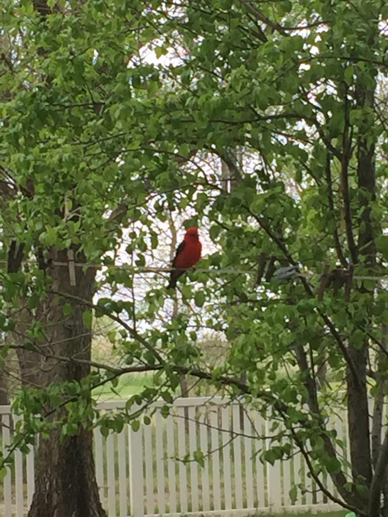 Scarlet Tanager - ML240580301