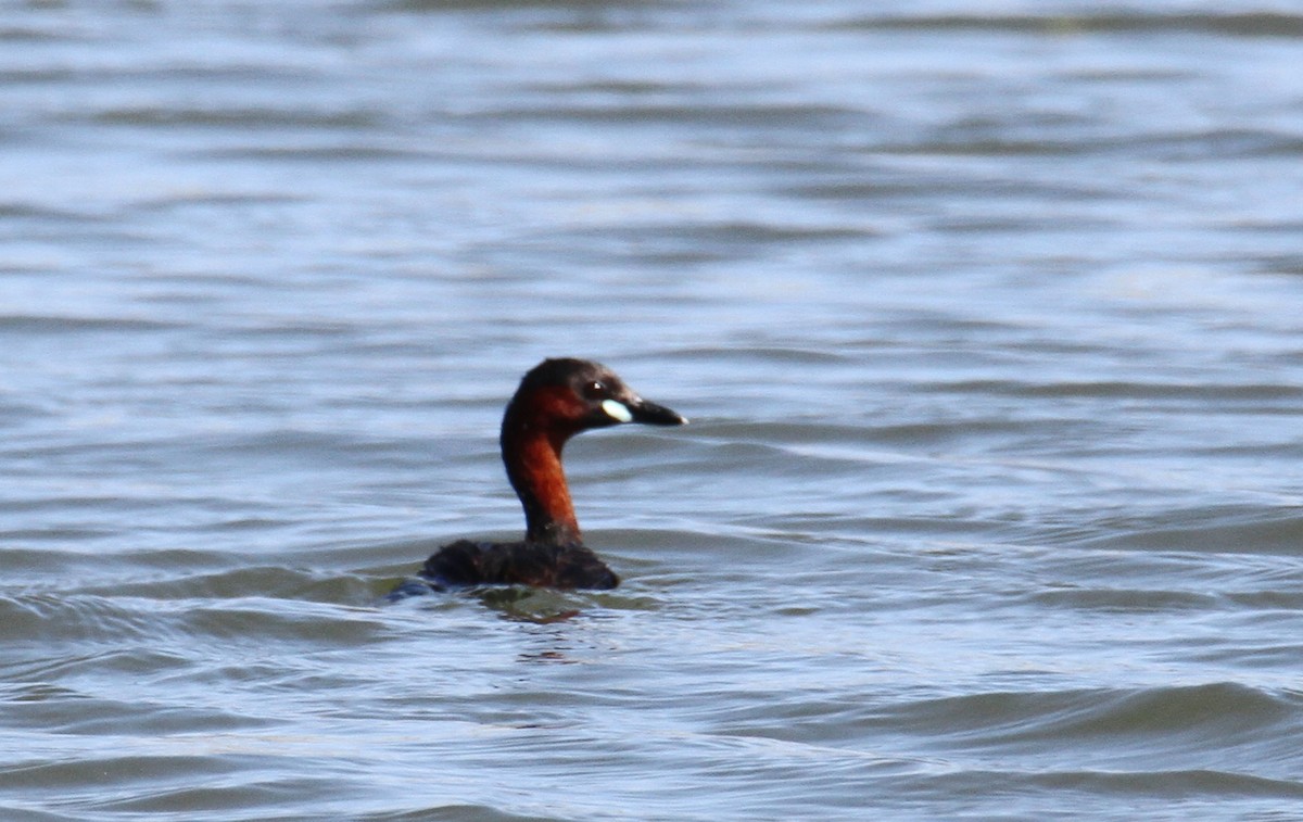 Little Grebe - ML240581151