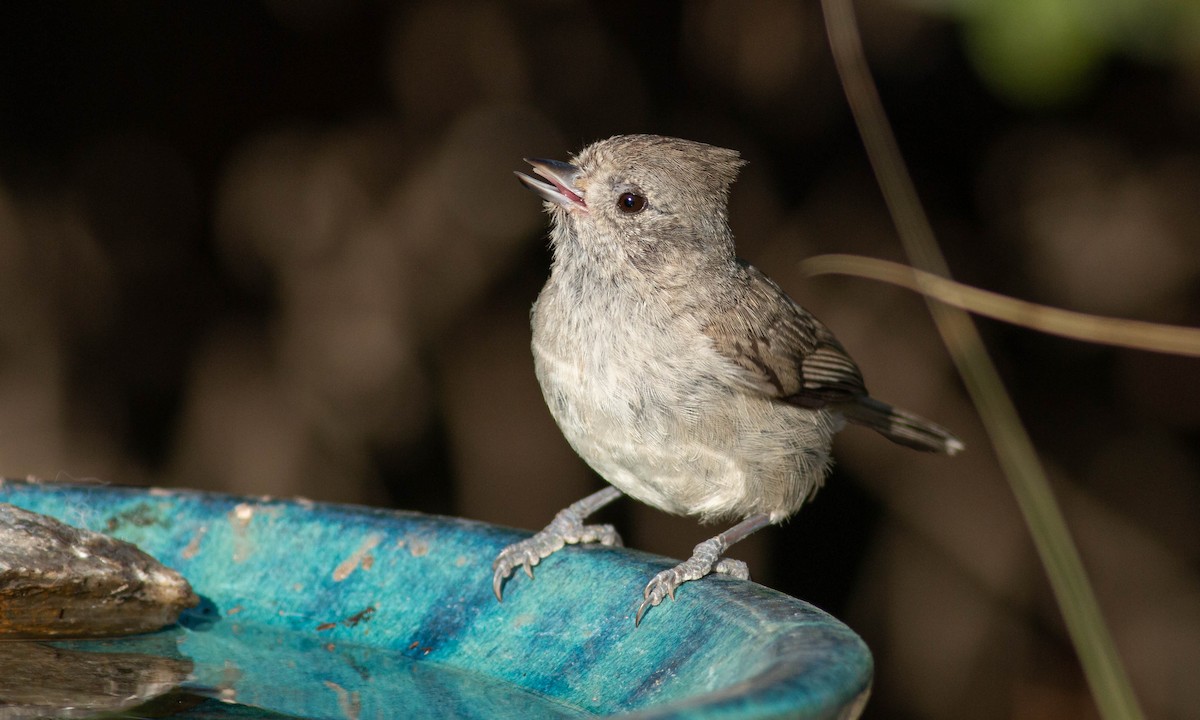 Oak Titmouse - ML240582751