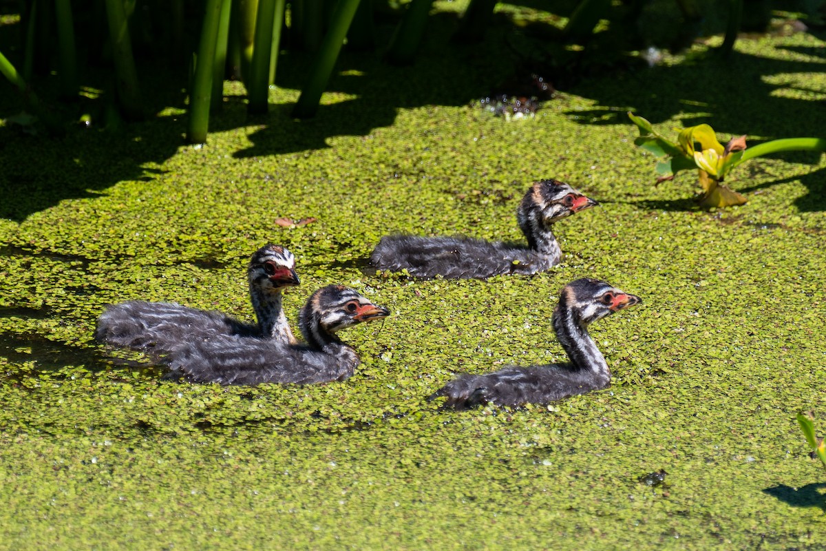 Pied-billed Grebe - Larry D Tipton