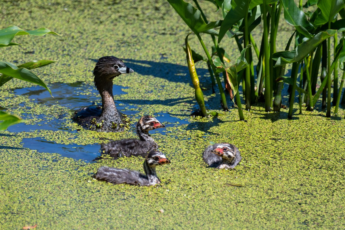 Pied-billed Grebe - Larry D Tipton
