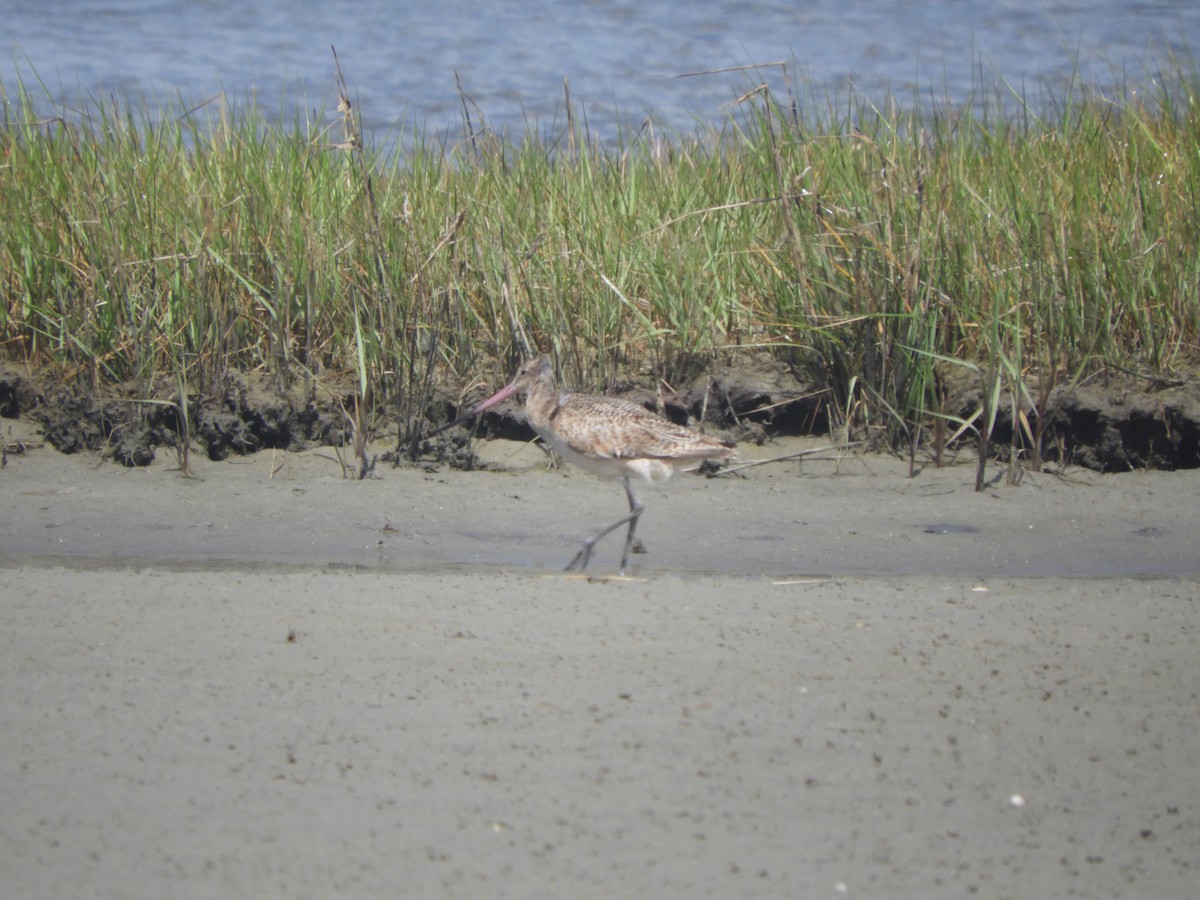 Marbled Godwit - ML240584431