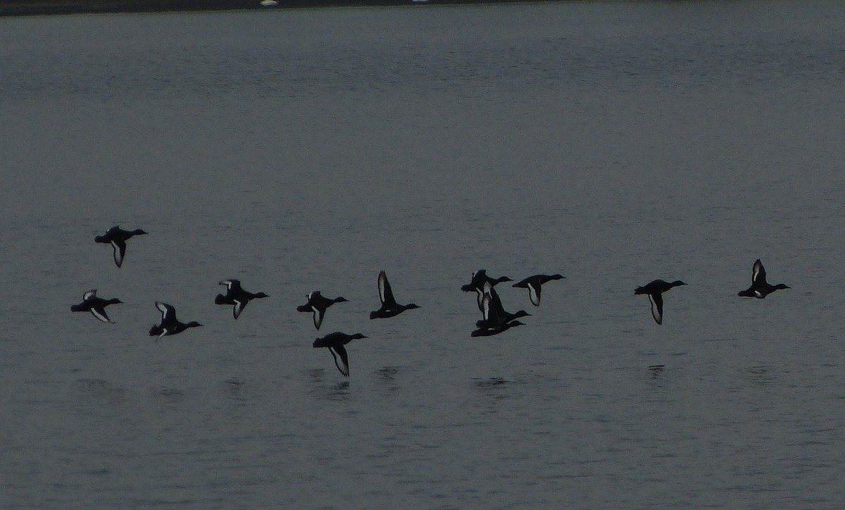 Ferruginous Duck - Chris Anonymous