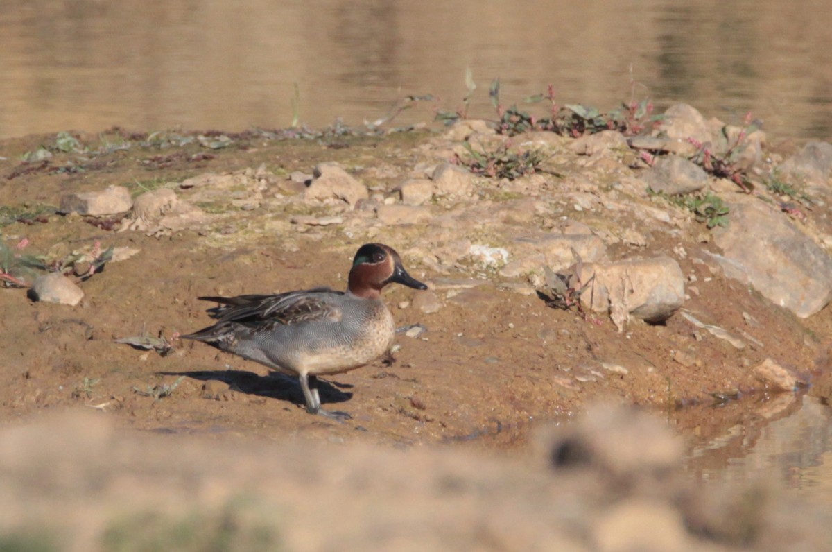 Green-winged Teal - ML240585341