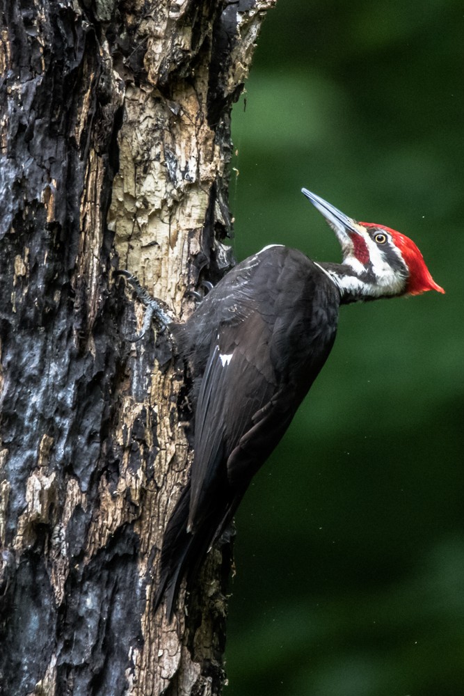 Pileated Woodpecker - ML240585441