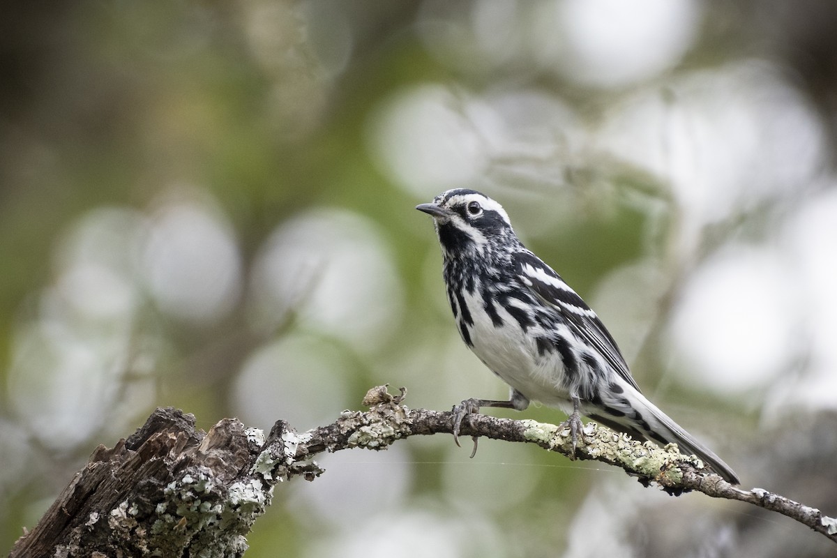 Black-and-white Warbler - Bryan Calk