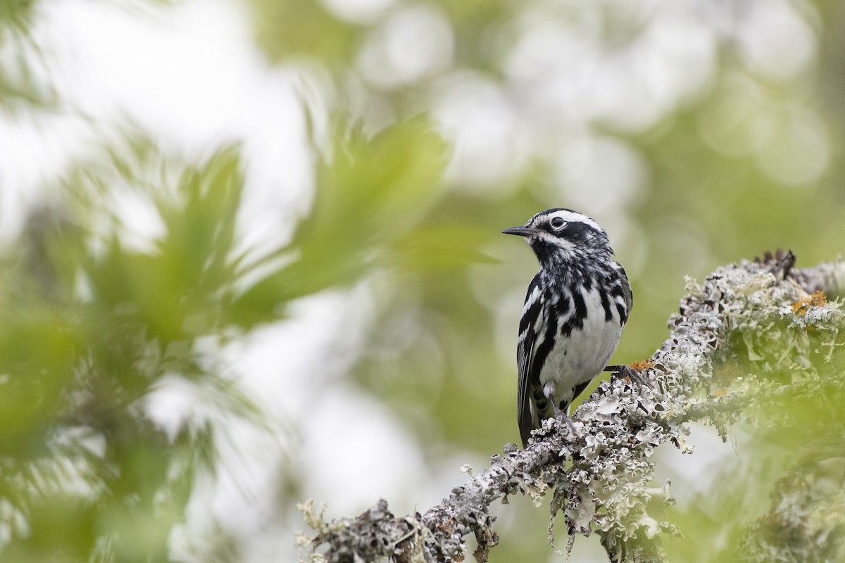 Black-and-white Warbler - Bryan Calk