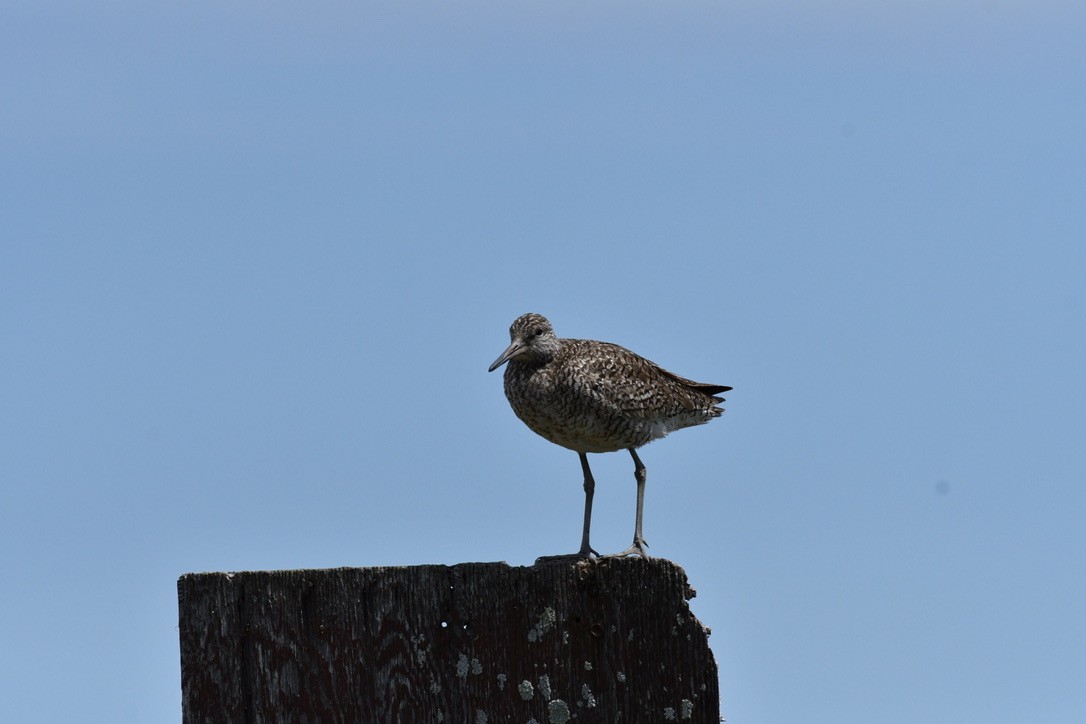 Willet (Eastern) - ML240591251