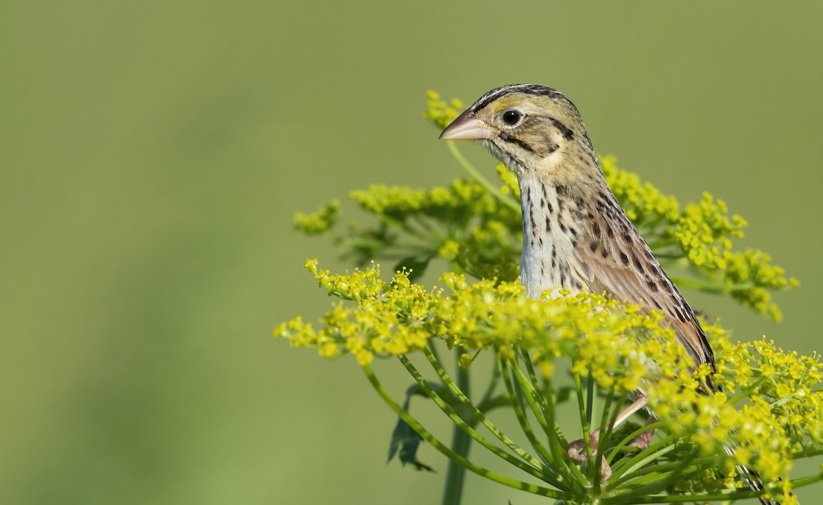 Henslow's Sparrow - ML240592161