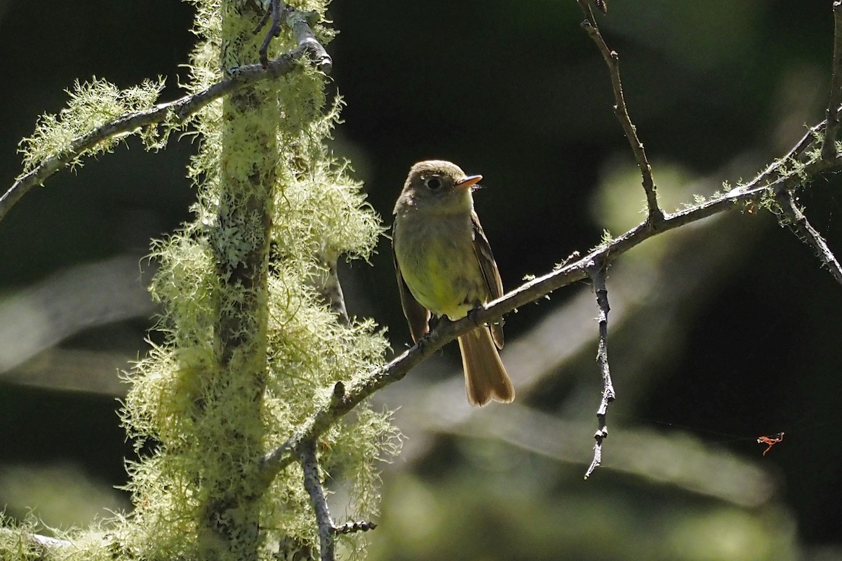 Western Flycatcher (Pacific-slope) - ML240592261