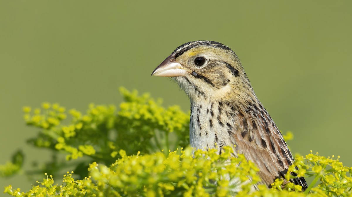 Henslow's Sparrow - Marky Mutchler