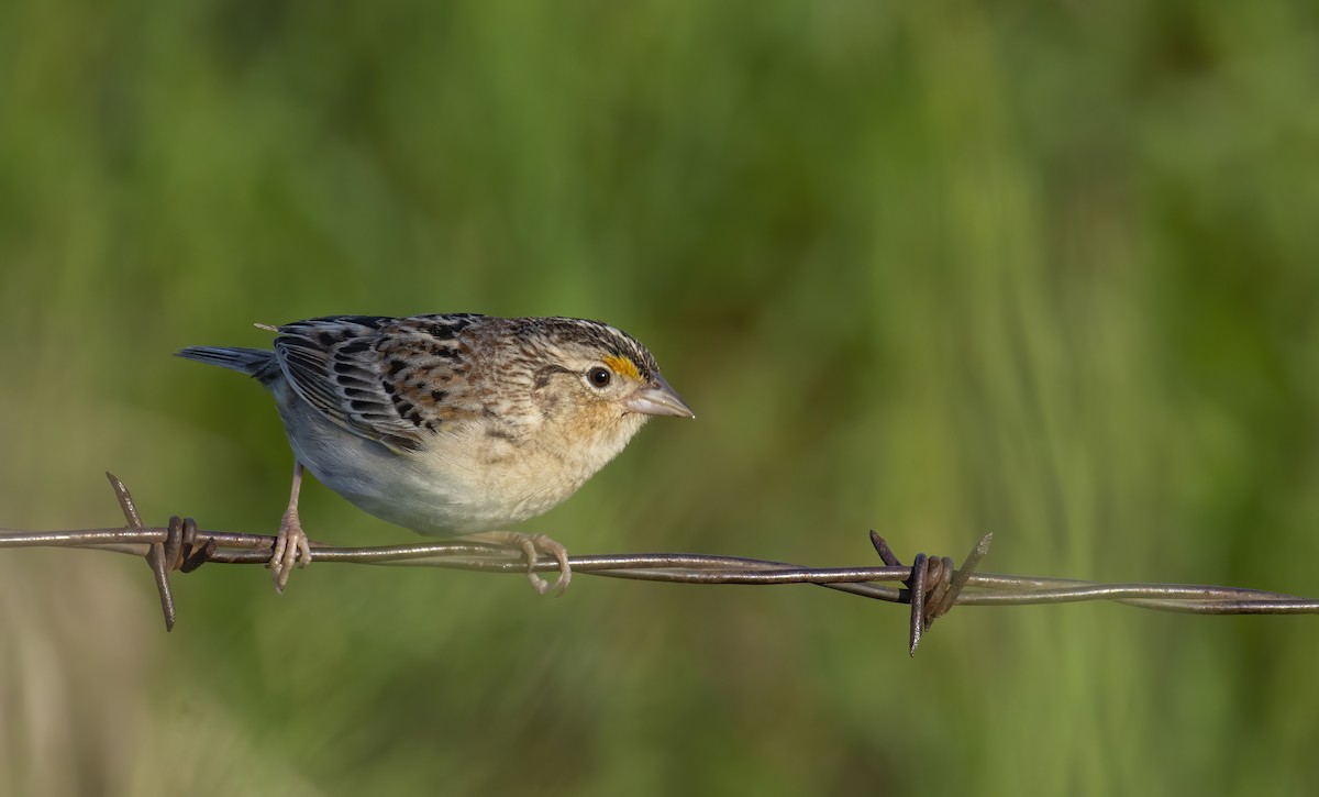 Grasshopper Sparrow - Marky Mutchler