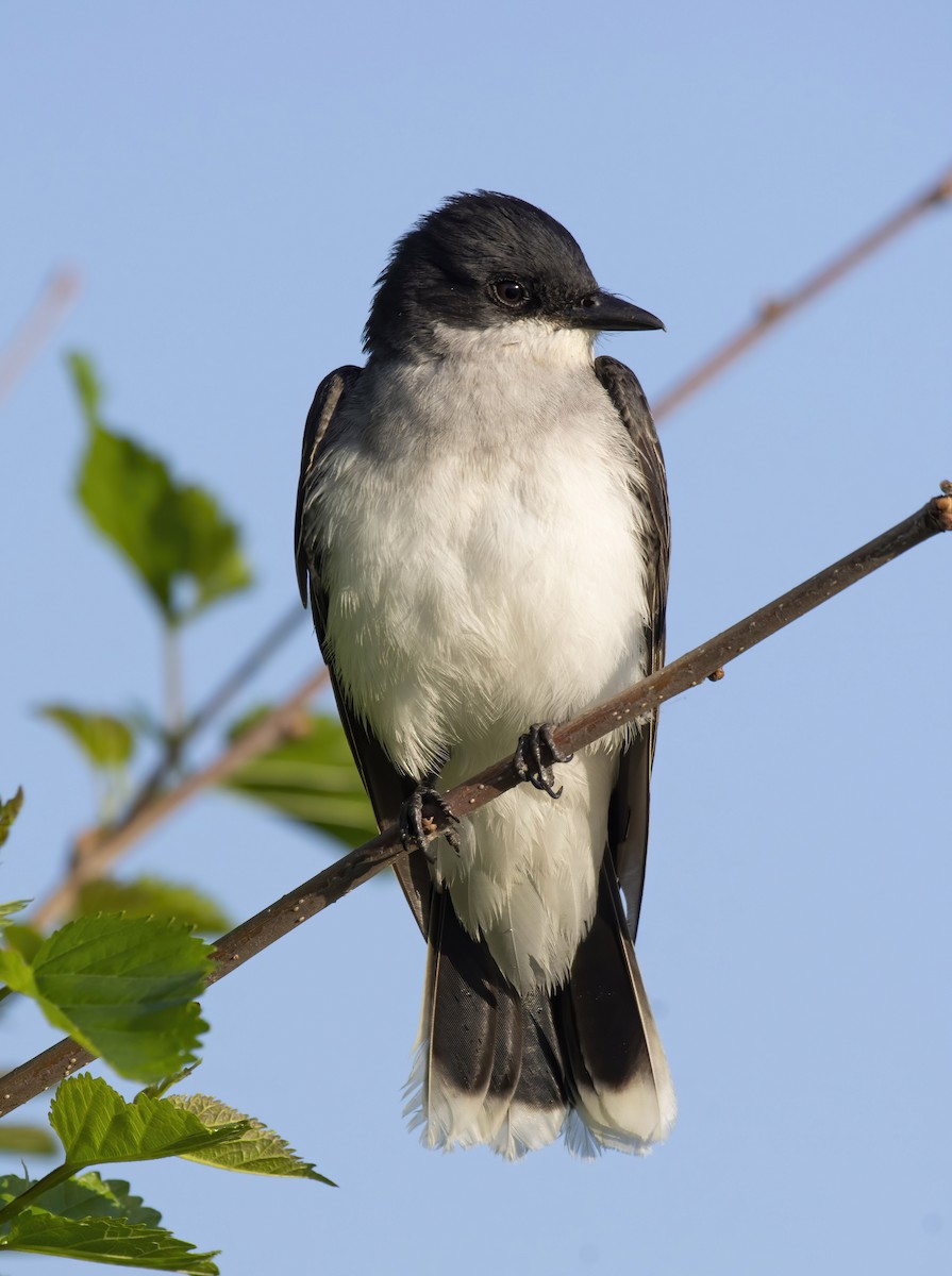 Eastern Kingbird - ML240592581