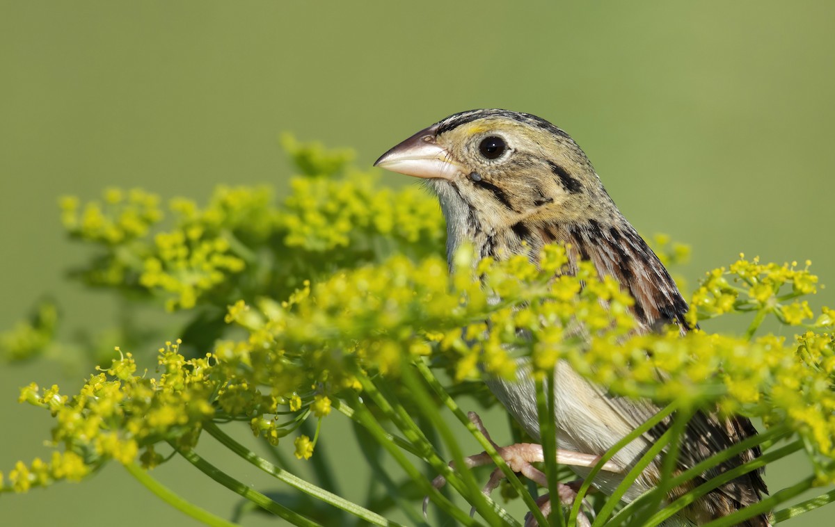 Henslow's Sparrow - Marky Mutchler