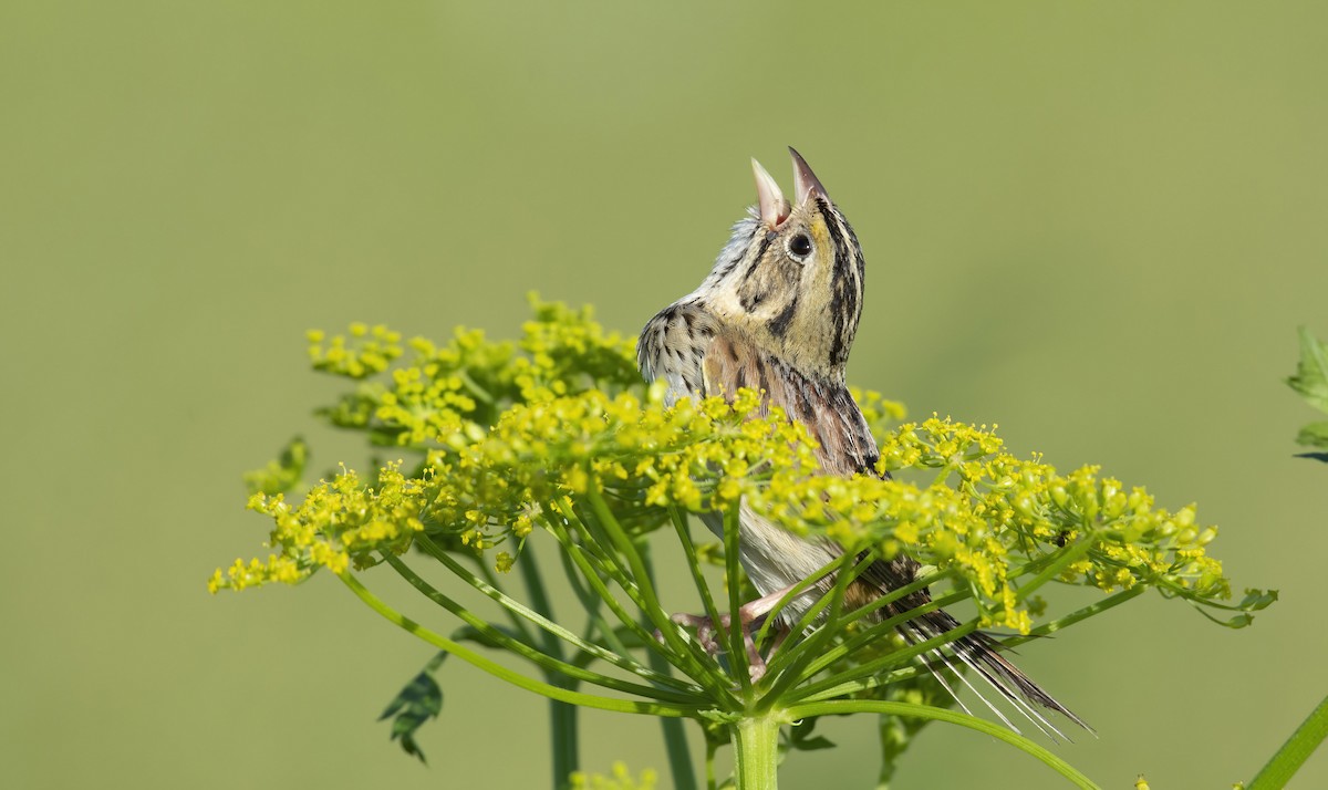 Henslow's Sparrow - Marky Mutchler