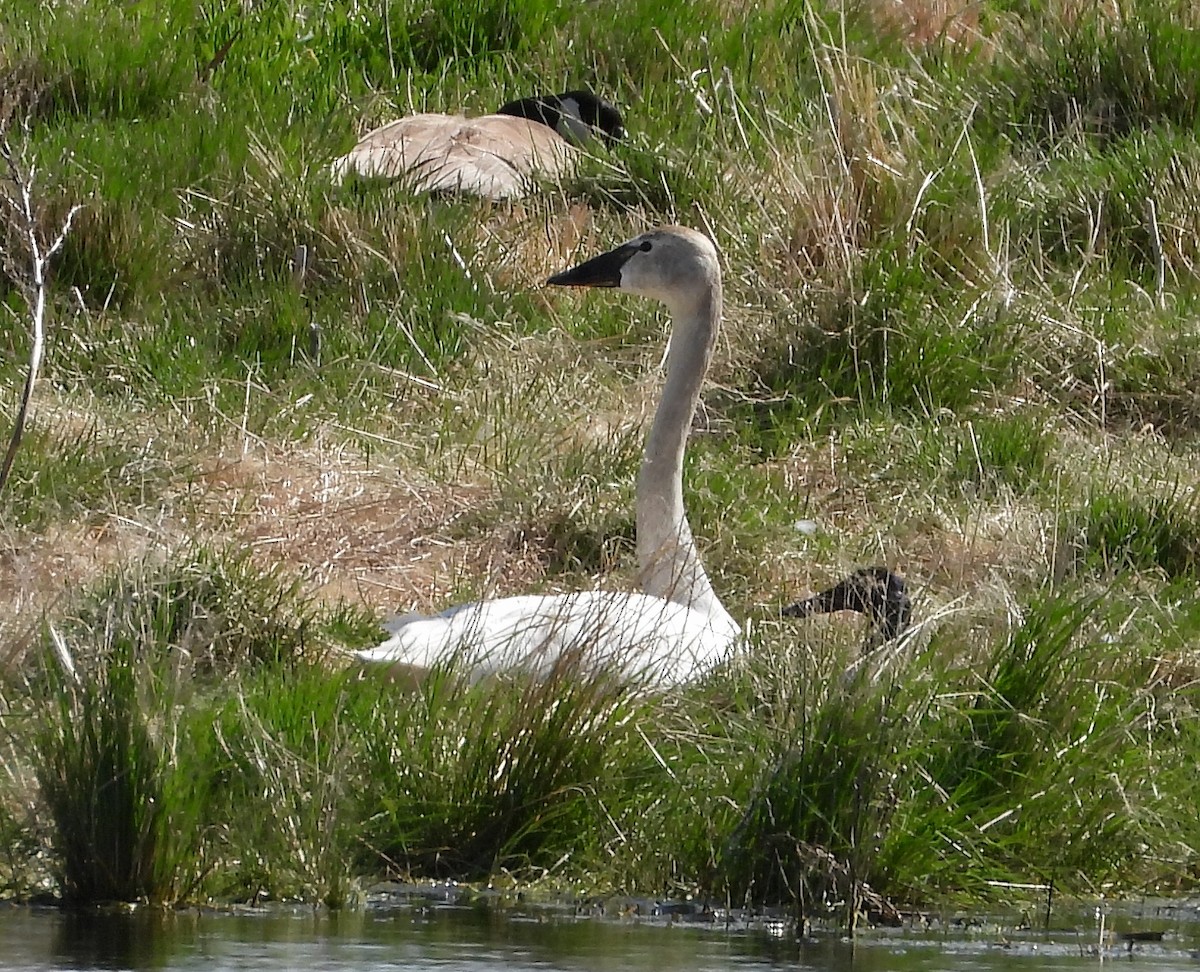 Cygne trompette - ML240593711