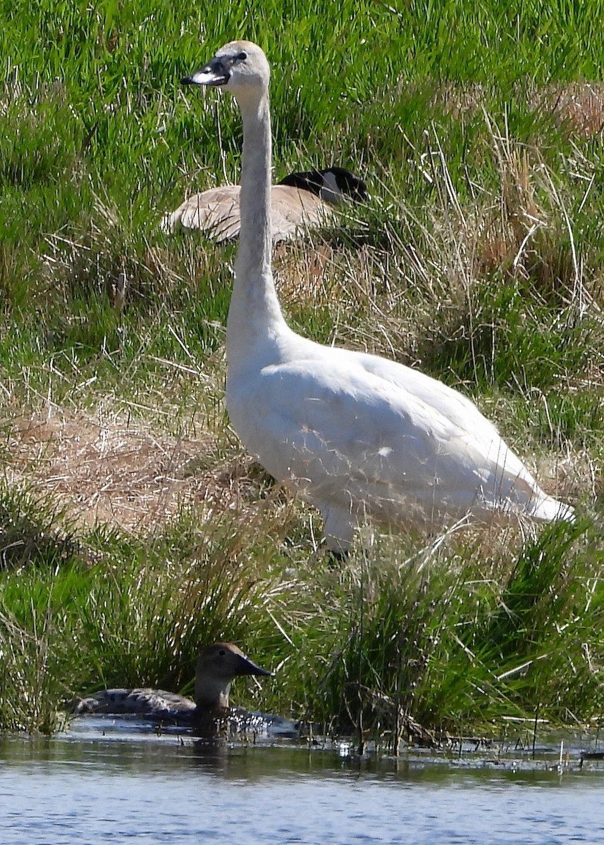 Cygne trompette - ML240593771