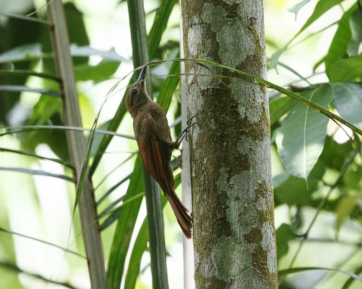 Plain-brown Woodcreeper - ML240593821