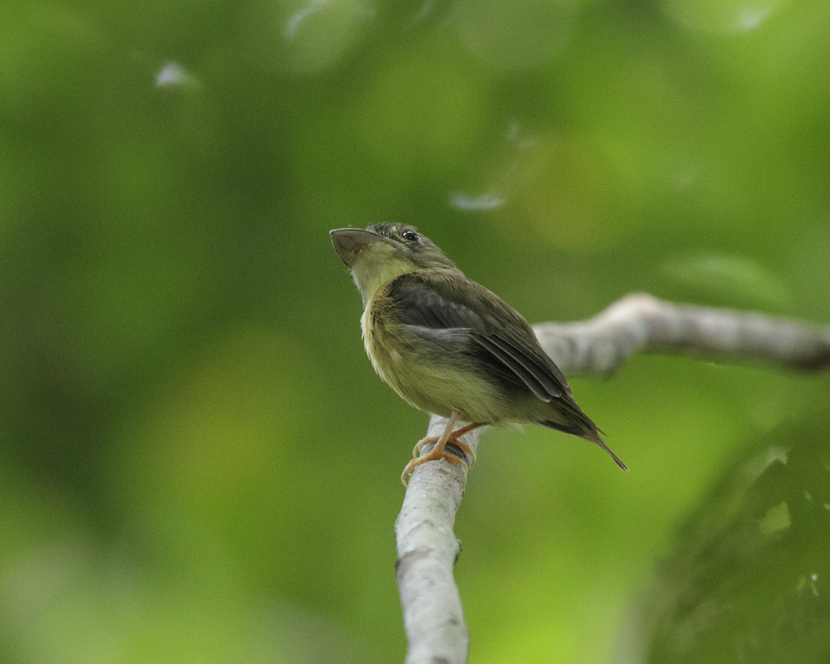 White-crested Spadebill - ML240593961