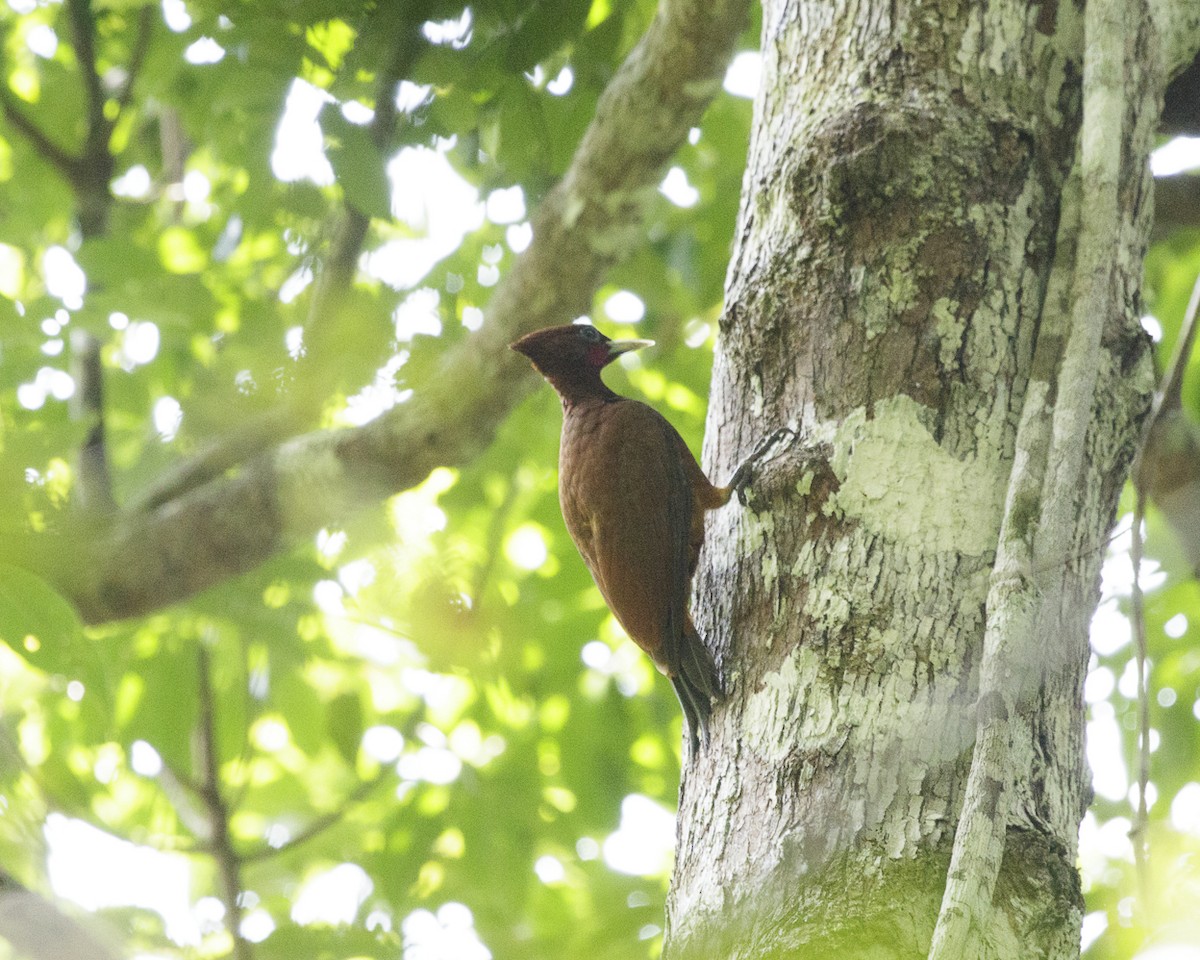 Chestnut Woodpecker - Silvia Faustino Linhares