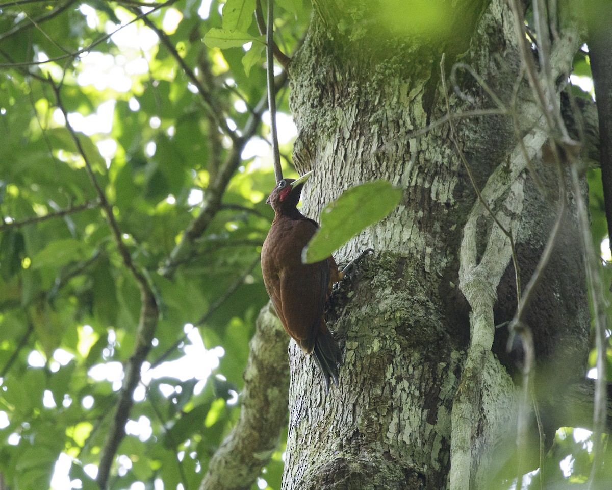 Chestnut Woodpecker - ML240594121