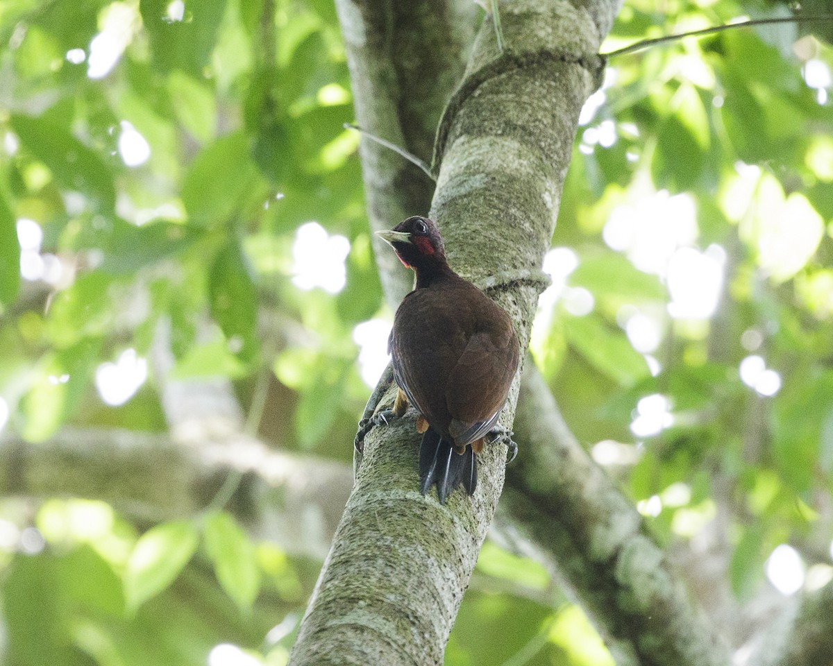 Chestnut Woodpecker - ML240594131