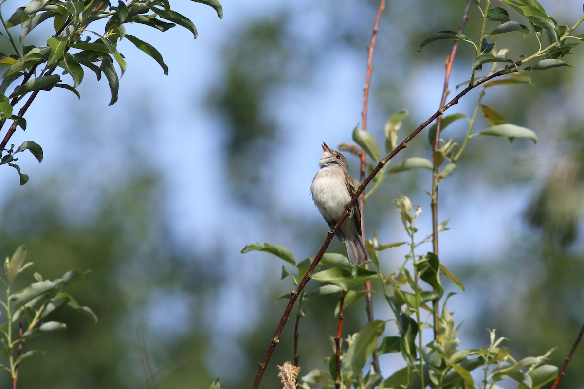 Willow Flycatcher - ML240595271