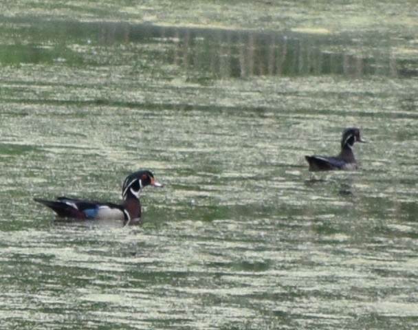 Wood Duck - ML240595861