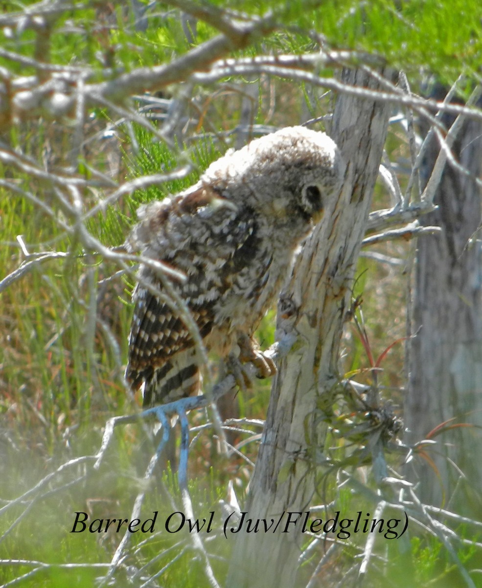 Barred Owl - ML240596741