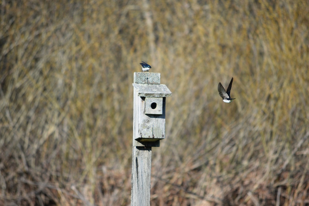 Tree Swallow - ML240597181