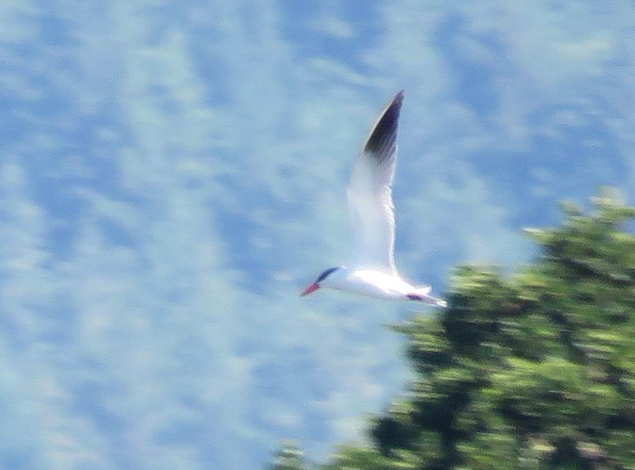 Caspian Tern - Hendrik Herlyn