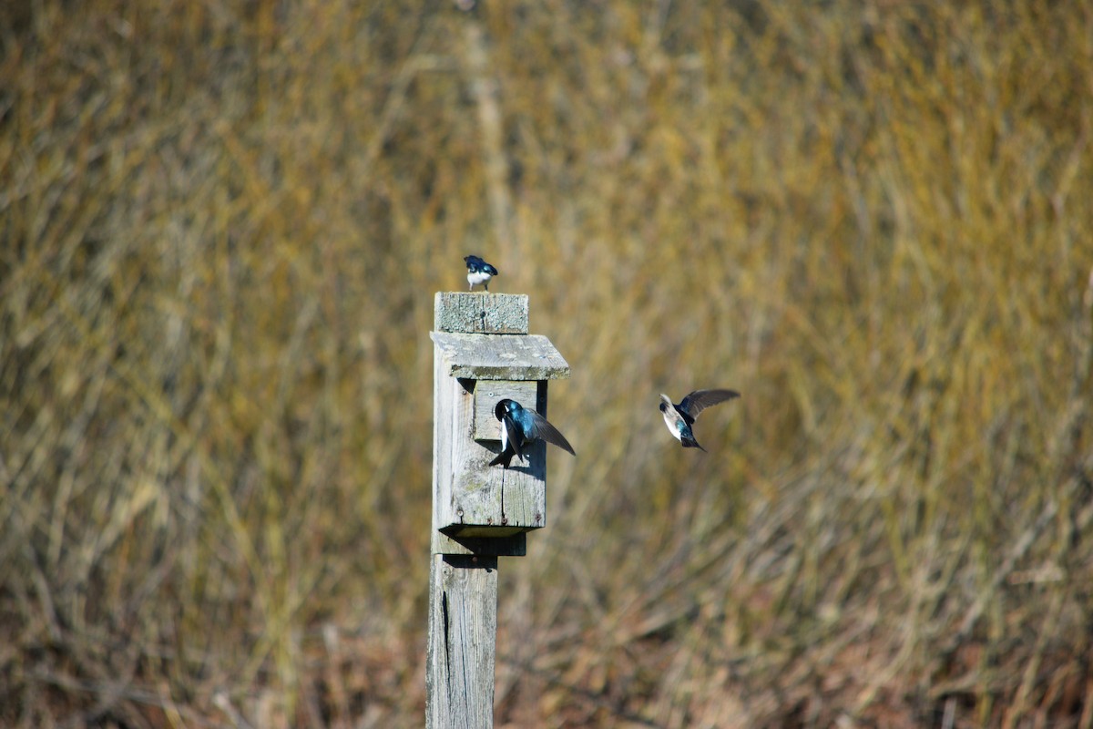 Tree Swallow - ML240597461