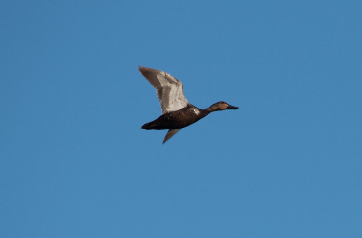 American Black Duck - Joe Donahue