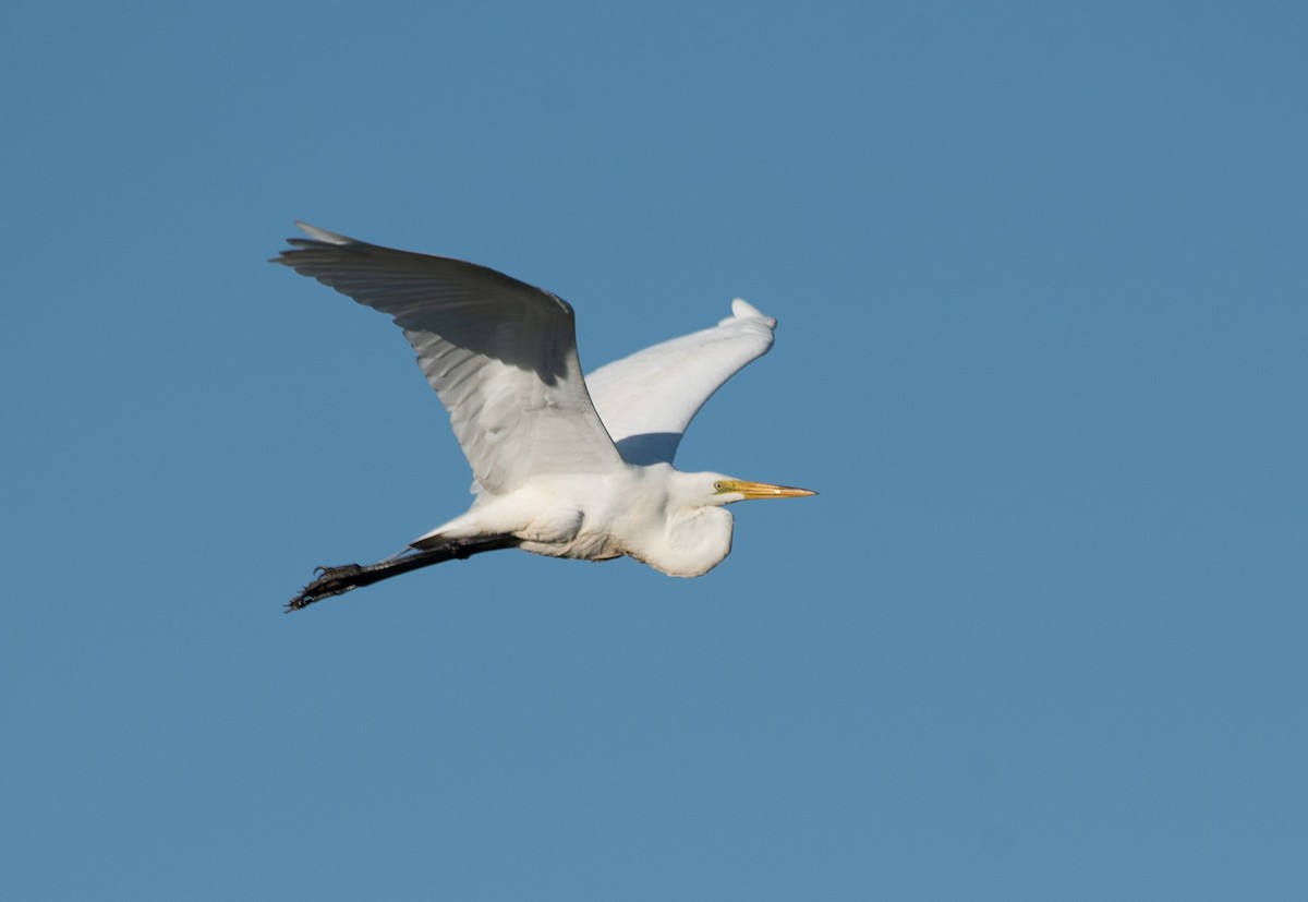 Great Egret - Joe Donahue