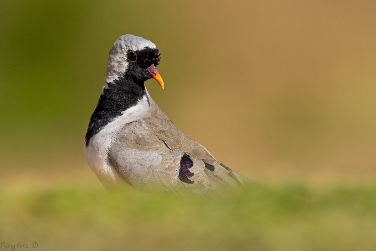 Namaqua Dove - ML240602101